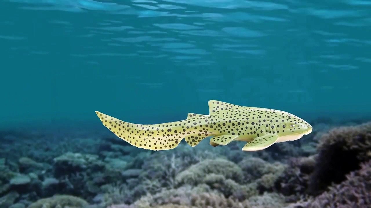 #36 상어와 고래가 싸우면 과연 누가 이길까! 꼬꼬스토이 Sharks vs Whales, Shark mania , Collecta figures-PLfg