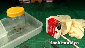 Redback Spider Egg Sac Whats Inside Is SCARY-ExrWLJiK