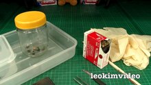 Redback Spider Egg Sac Whats Inside Is SCARY-ExrWLJi