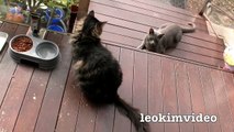 Kitties Fluffy & Bluebell Cats Play Fighting Milkytales Thanks Link-br13V