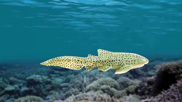 #36 상어와 고래가 싸우면 과연 누가 이길까! 꼬꼬스토이 Sharks vs Whales, Shark mania , Collecta figures-PL