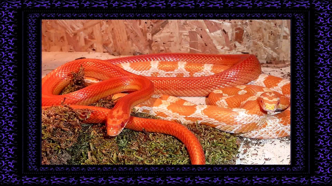 Familiares  Um Presente de Satan