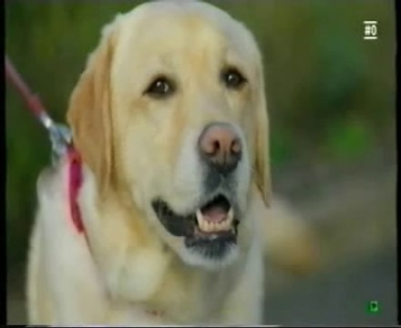 Estres y cortisol: Mascotas en la oficina