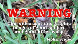 Spider Wasp Kills Giant Spider Aliens In Nature Scary Spider Control-n2A1YsFA