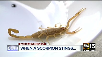 What to do if you're stung by a scorpion