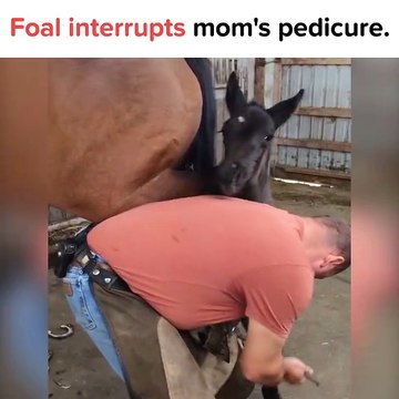 Ce bébé cheval adore embeter le maréchal ferrant...