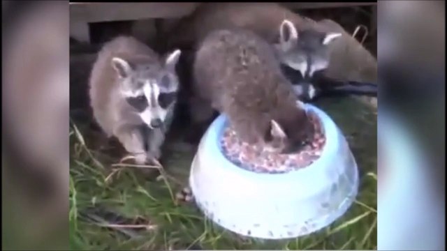 Ce raton laveur a ses priorités : manger plutot que respirer