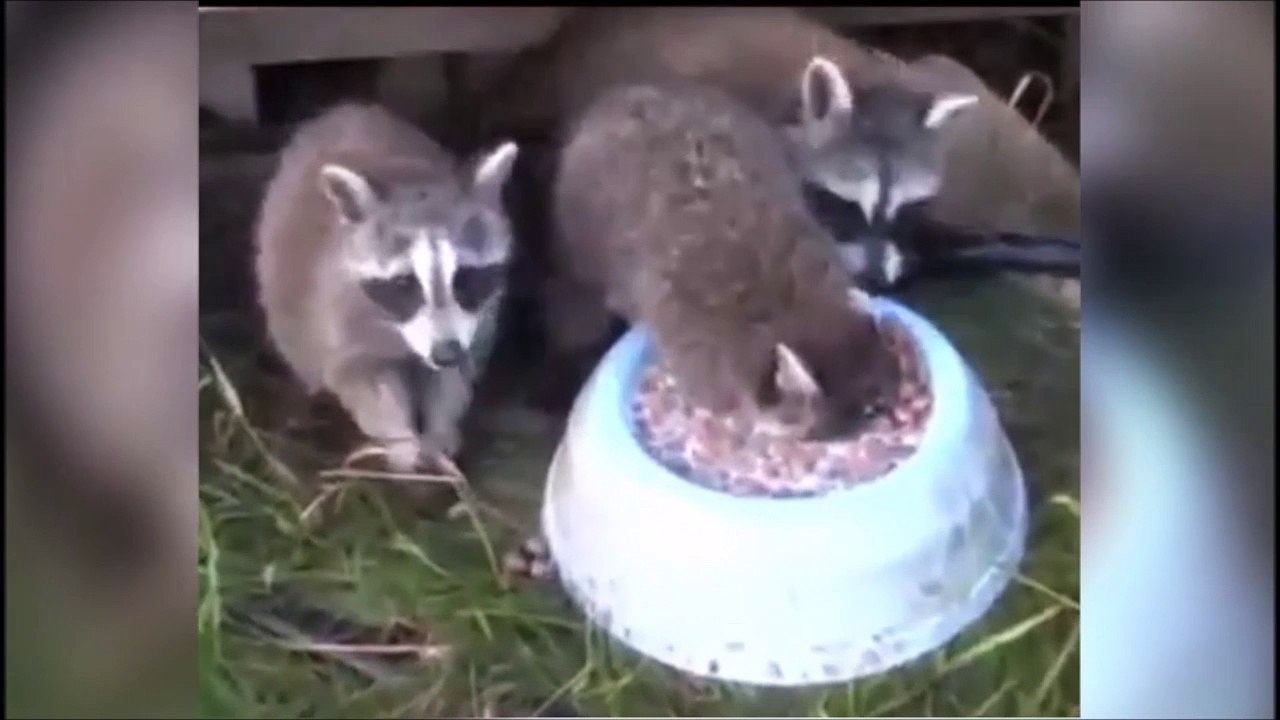 Ce raton laveur a ses priorités : manger plutot que respirer