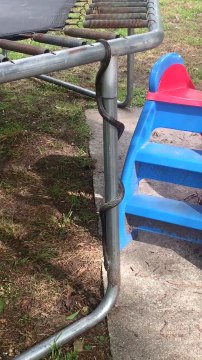 Ce serpent a terriblement envie de grimper sur le trampoline