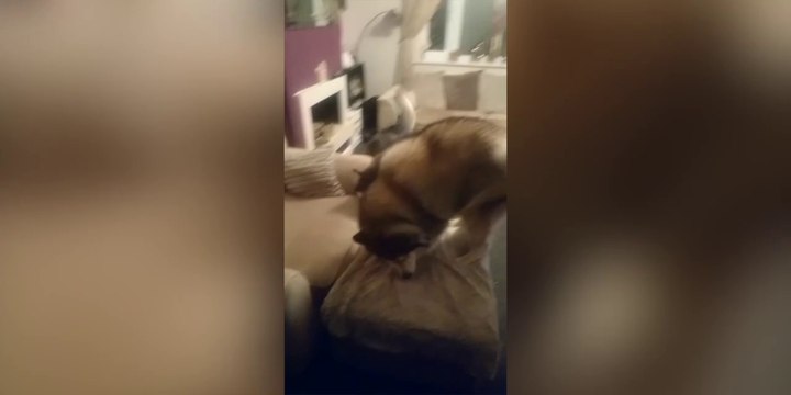 Rien qu'à l'odeur ces chiens savent que mamie est là et ils sont très content!