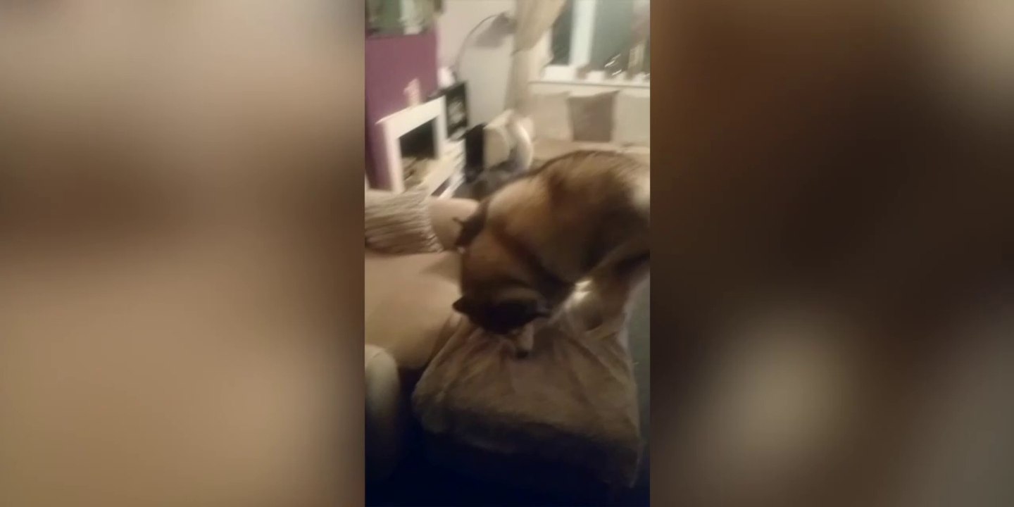 Rien qu'à l'odeur ces chiens savent que mamie est là et ils sont très content!