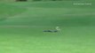 2 serpents mambas se battent sur un terrain de golf