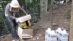 Cet apiculteur renverse la ruche et se fait attaquer par les abeilles