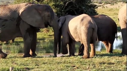 Elephants for Kids - Wild Animals Video for Children - Elephants Playing