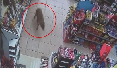 Acıkan çakal alışverişe çıktı