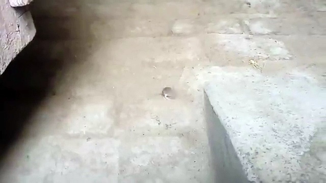 is chohye ka dance dekhye