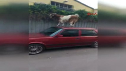 Izmir Ahırdan Kaçan Keçiler Araçlara Zarar Verdi