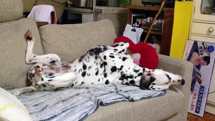 照井浩也の可愛い犬動画です。 (8)