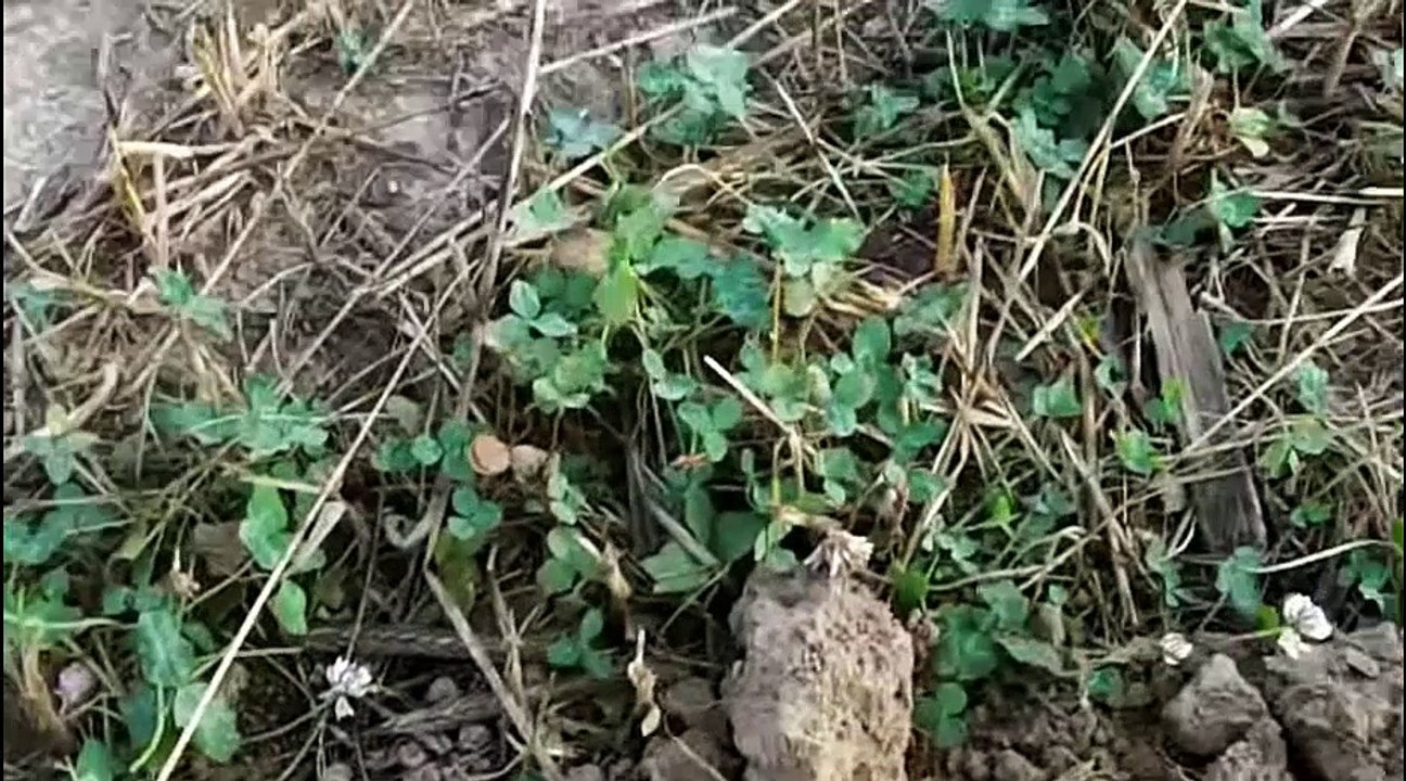 Forest Detecing