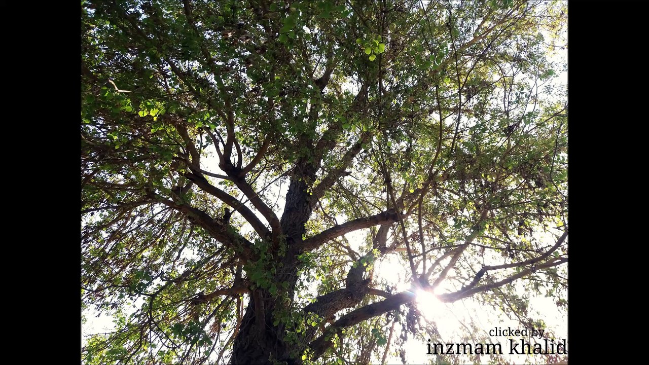 beautiful tree