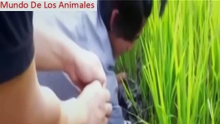 Cómo Cazar Anguilas Pantanoso