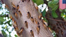 Cicadas are showing up four years early, and here’s why