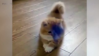 Cats are AWESOME  Cute Funny Cats 2tion [Funny Pets]