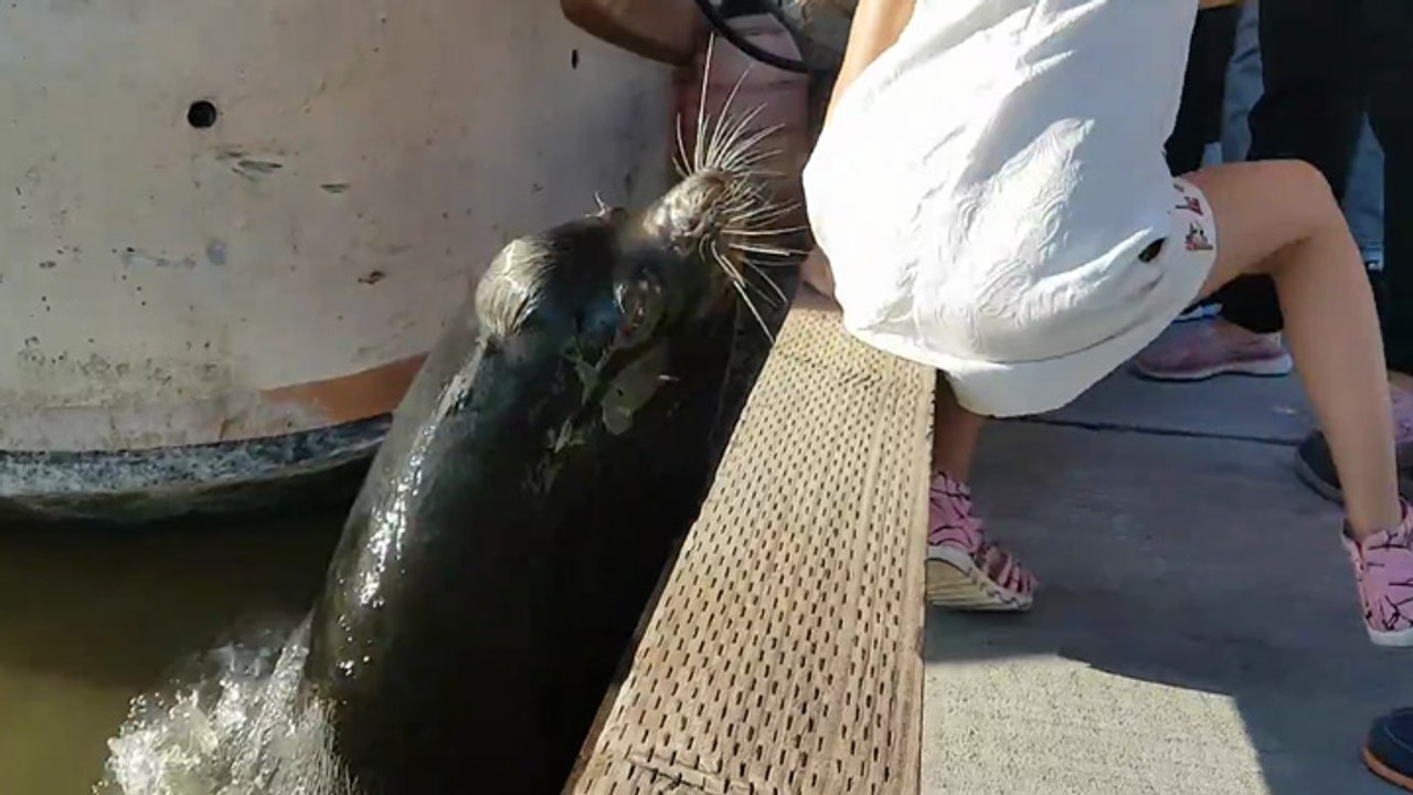 Un lion de mer entraîne une petite fille dans l'eau