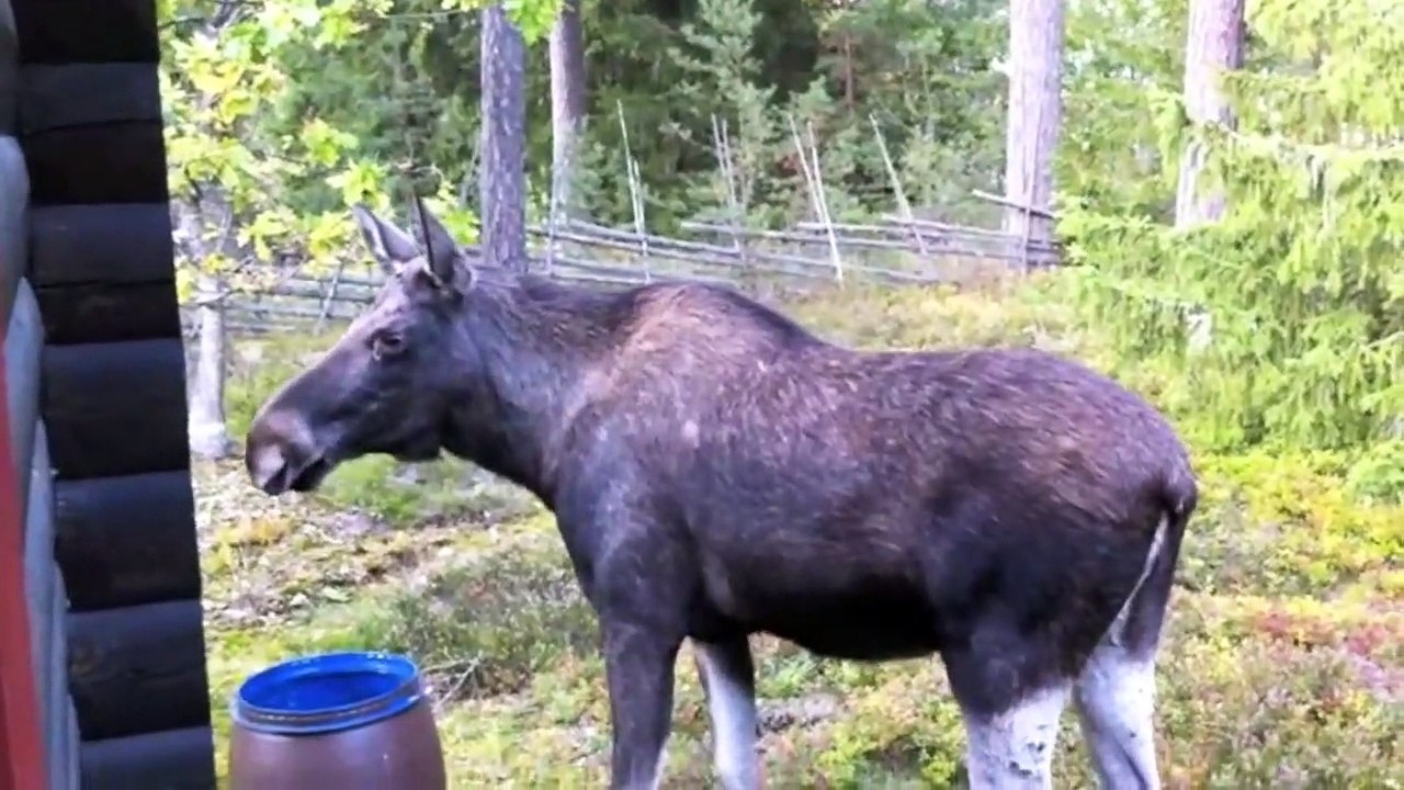 The Moose is Loose - Moose  Animals