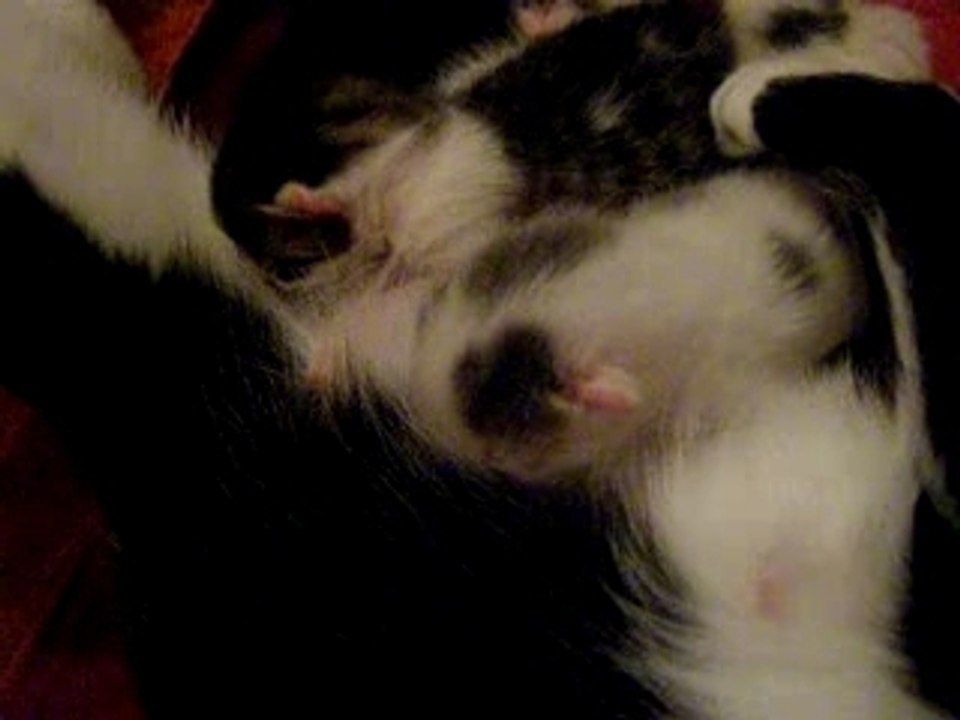 bimbo et ses bébés 1