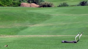 Black Mambas Go at it on Golf Course - Latest Sightings Pty Ltd