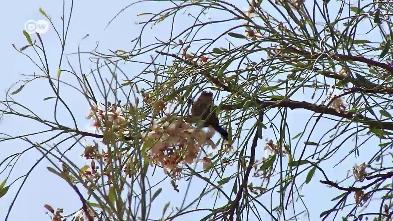 Die jordanische Wüste stoppen | DW Deutsch