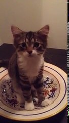 Ella le pregunta a su gato "¿qué haces?", pero cuando él levanta la mirada...