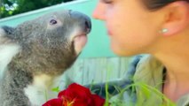 Cute Koalas Playing  Funny Pets]