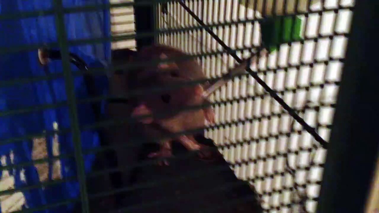 My rat: Roeski drinking water