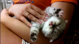 Cats are Aunny Cats Compilation [Funny Pets]