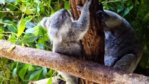 Cute Koalas Playing  Funny Koala Bears [Funny Pets]wqeqwe