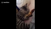 Cat uses toy fish to comfort himself after waking up from a dream