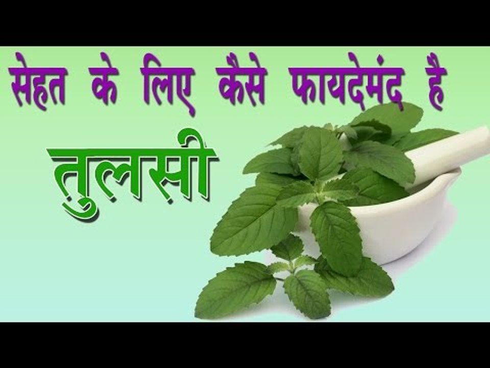 सेहत के लिए कैसे फायदेमंद है तुलसी ## Health Benefits of Tulsi ## Ayurvedic Tips