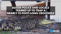 Crocodile creatively cornered-3nFkv3yGbCY