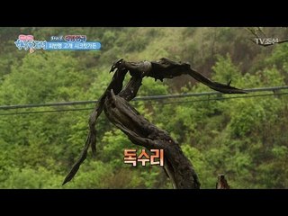 죽은 나무를 조각해 멋진 작품으로 만들다! [행복한 저녁] 26회 20170523