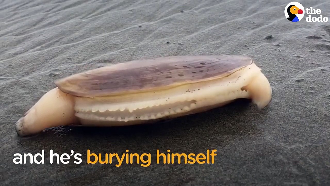 We've never seen a clam bury himself before - he makes the weirdest sound!