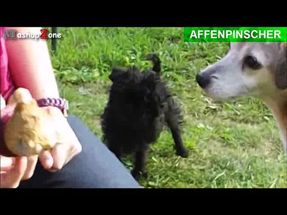 Top 10 Smallest Dogs