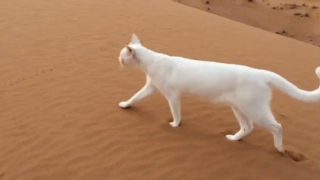 Les pattes arrière du chat se posent au moment endroit que les pattes avant