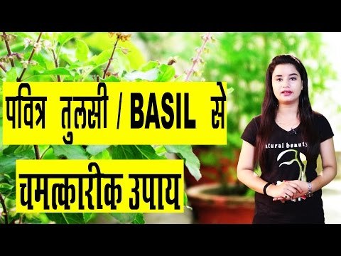 तुलसी के स्वास्थवर्धक व औषधीय गुण | Health Benefits Of Basil/Tulsi | Magical and Holy Tulsi | Hindi