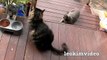 Kitties Fluffy & Bluebell Cats Play Fighting Milkytales Thanks Link-br1
