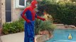 GIANT HULK EGG SURPRISE TOY OPENING w_ Spiderman vs HULK & Marvel Superheroes Toys in Fun Kids Video-cgN