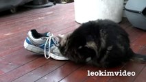 Fluffy Pussy Cat Loves Stinking Shoe  ❤️ -3qIzTmw
