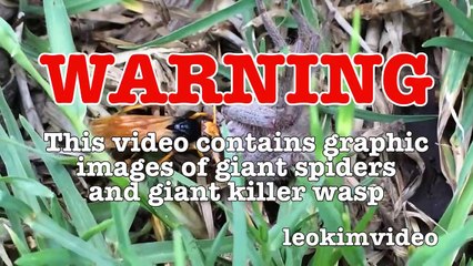 Spider Wasp Kills Giant Spider Aliens In Nature Scary Spider Control-n2A1YsFA