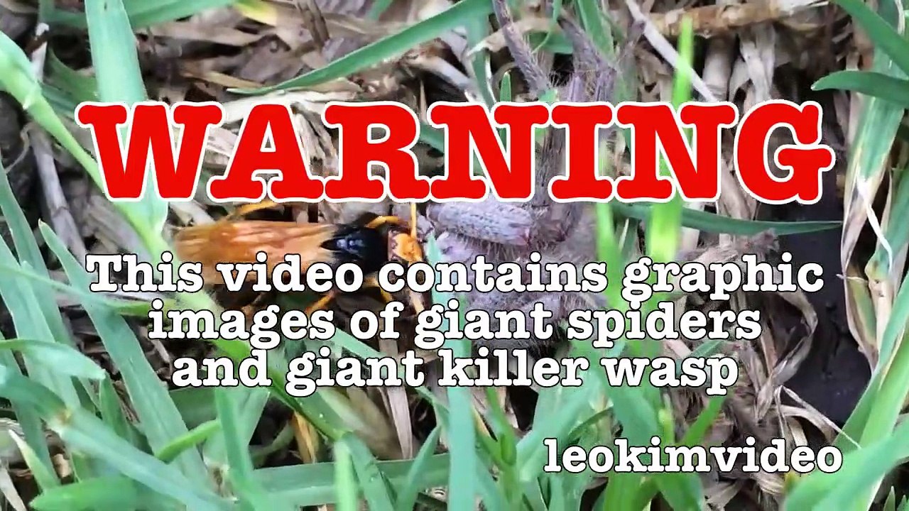 Spider Wasp Kills Giant Spider Aliens In Nature Scary Spider Control-n2A1YsFA